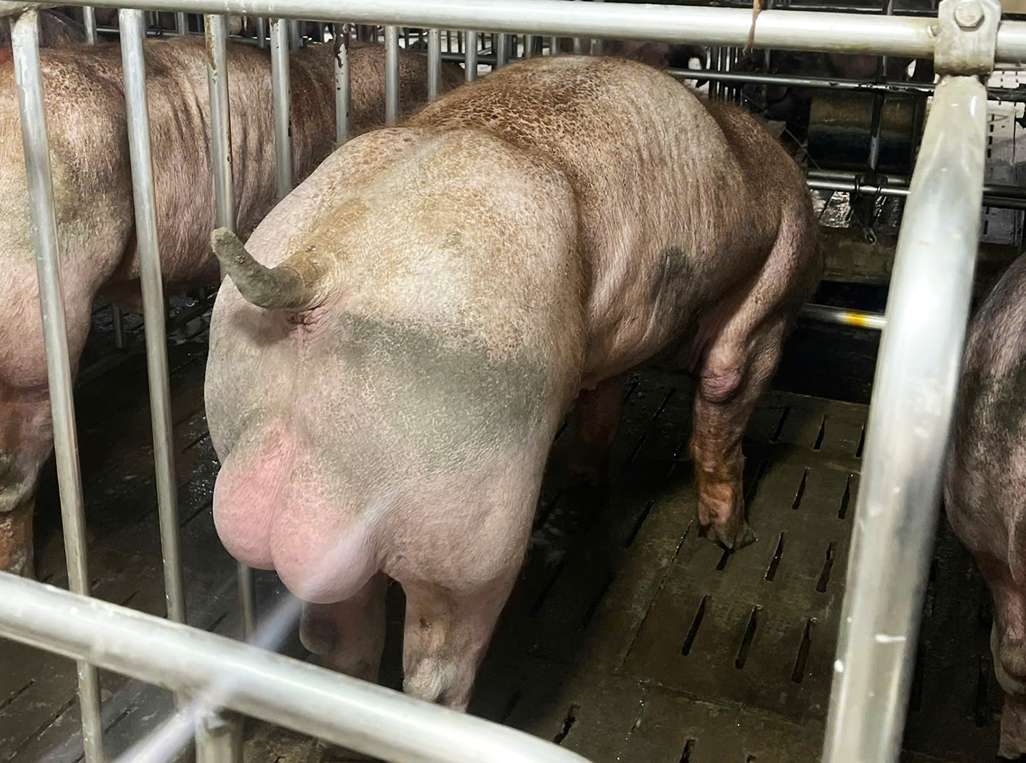 DUROC 8132