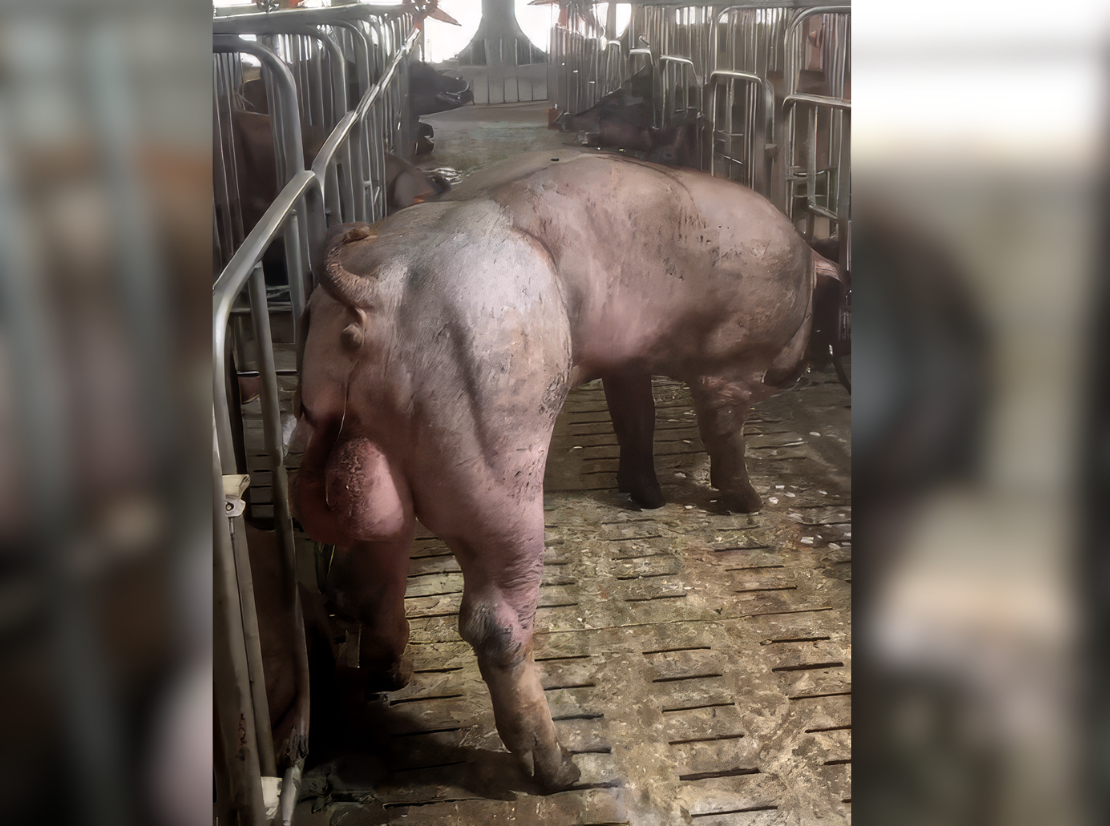 Heo đực giống MF1913