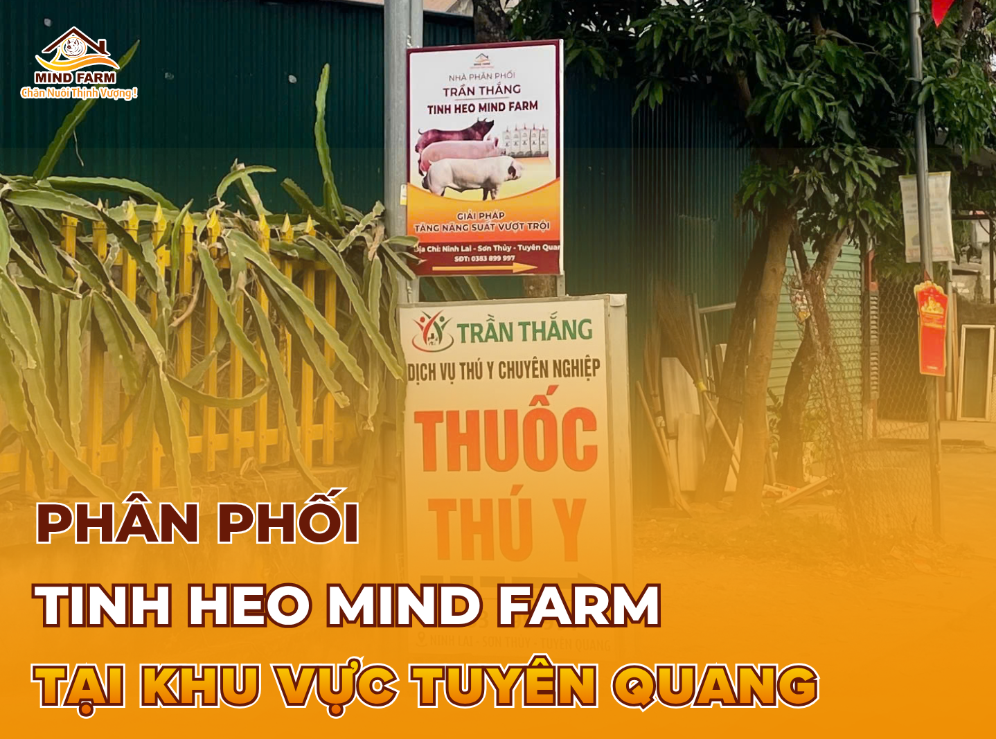 [ĐẠI LÝ SỐ 407] Phân phối tinh heo Mind Farm tại khu vực Tuyên Quang