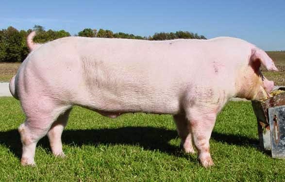 LANDRACE 2541