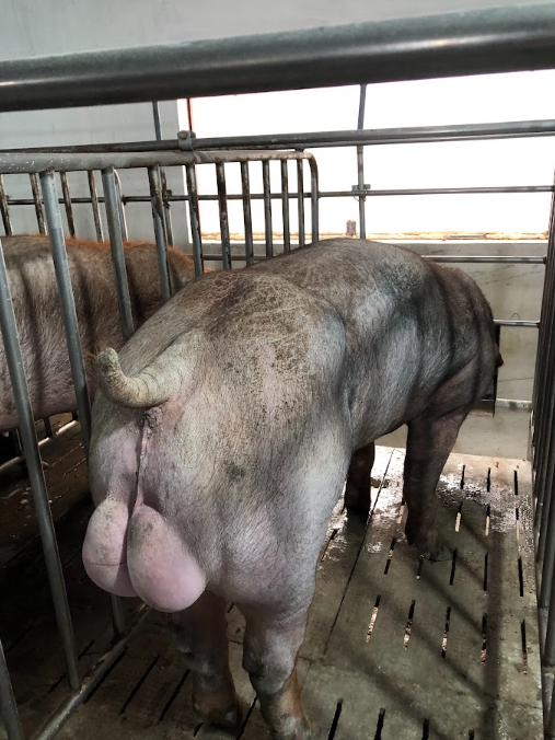 DUROC 3022