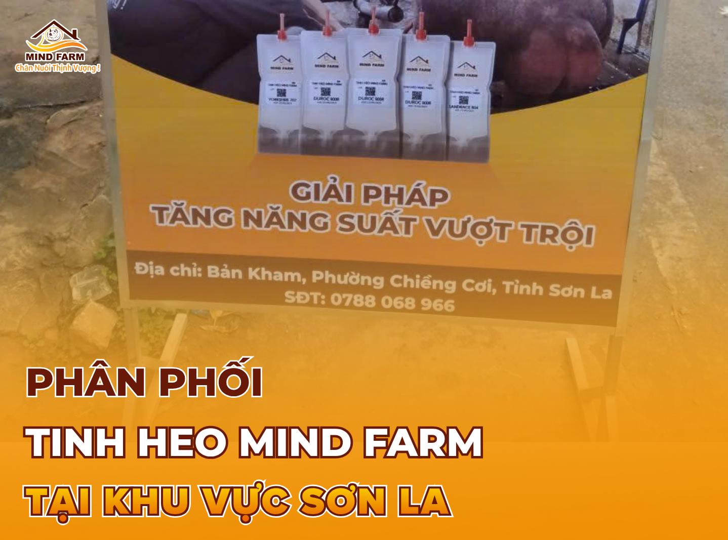 [ĐẠI LÝ SỐ 406] phân phối tinh heo Mind Farm tại Sơn La