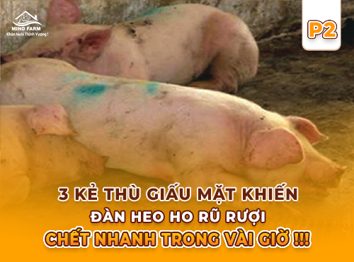 Phần 2: Phá vỡ hàng rào miễn dịch – PRRS và Mycoplasma nguy hiểm ở chỗ nào?