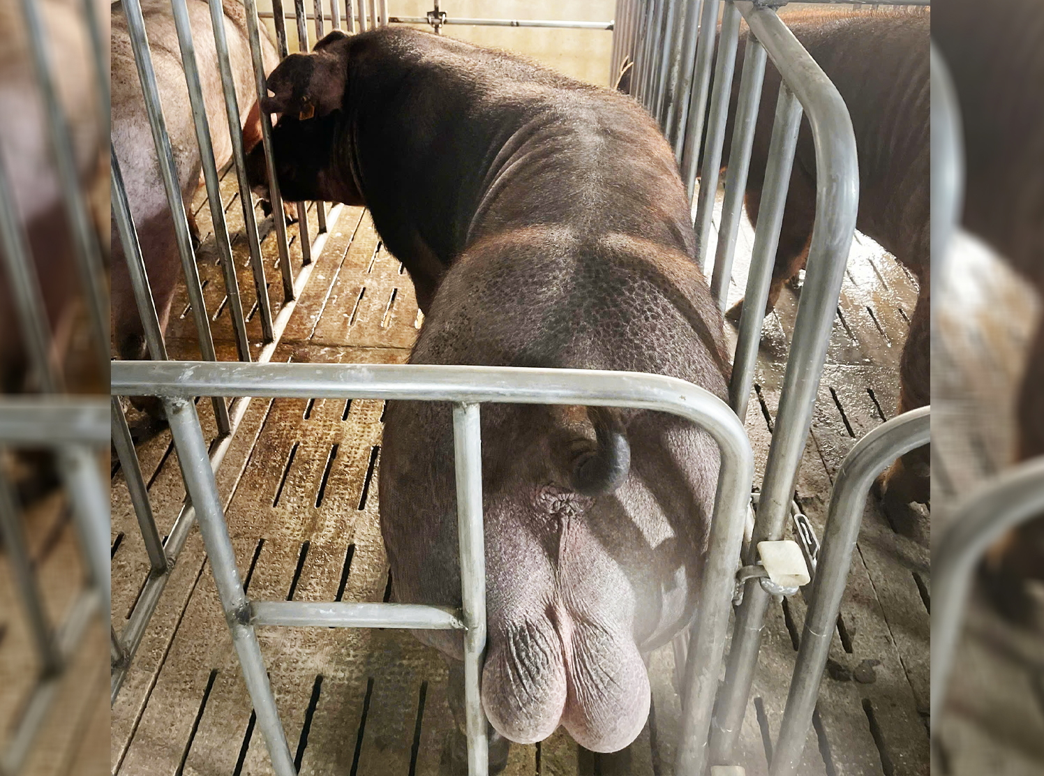DUROC 4074