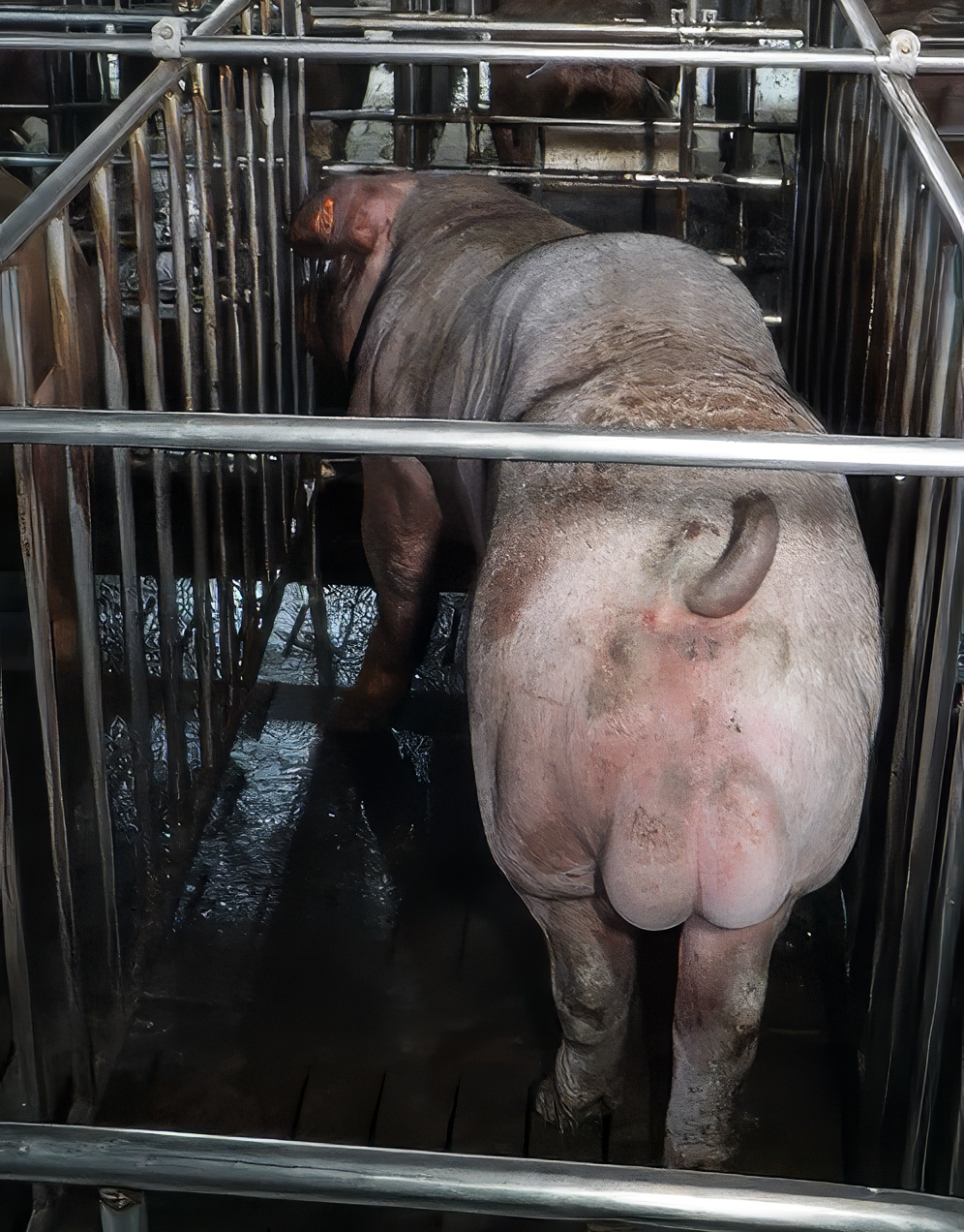 Heo đực giống MF3032