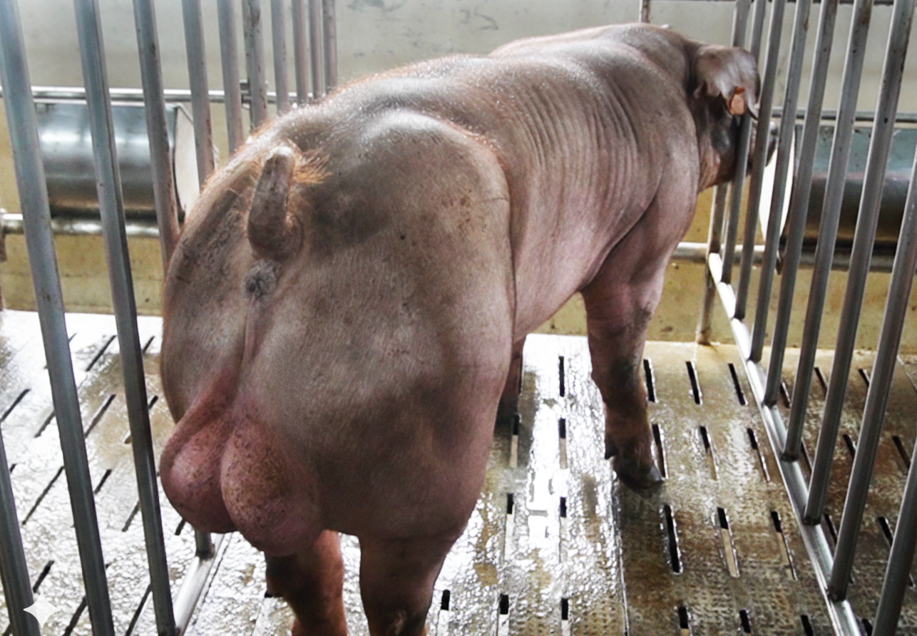 DUROC 2247