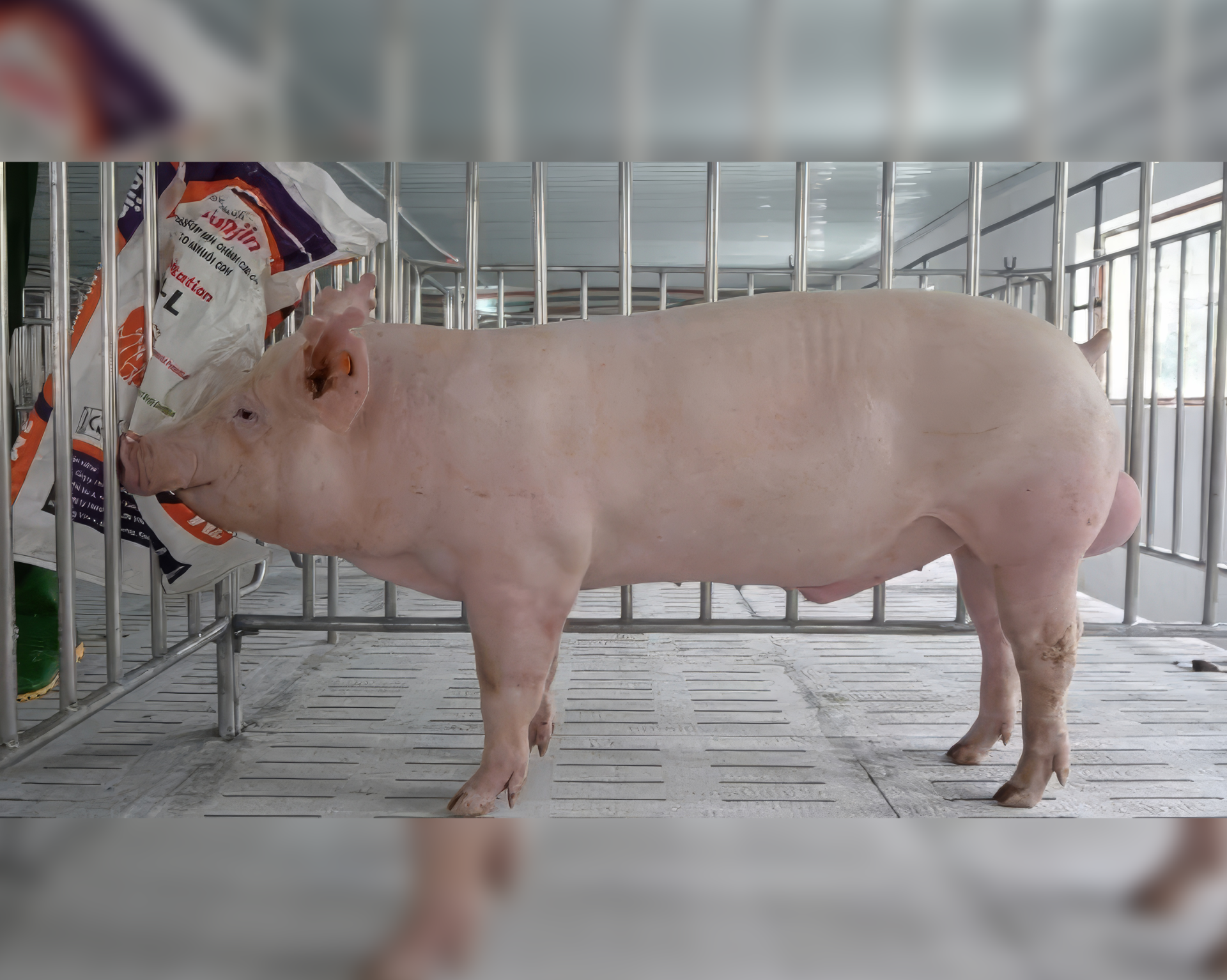 HEO ĐỰC GIỐNG YORKSHIRE 0312