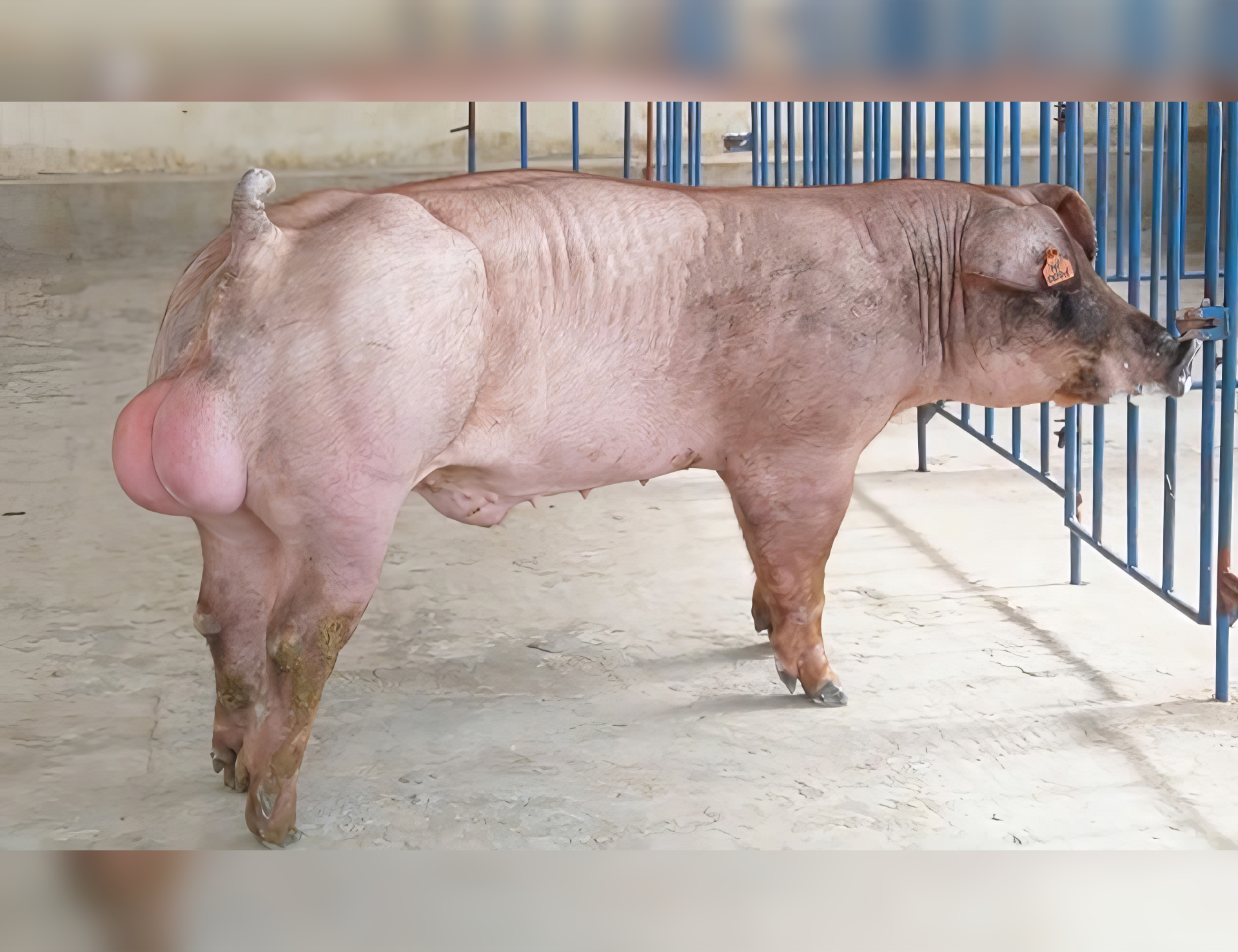 Heo đực giống MF4169