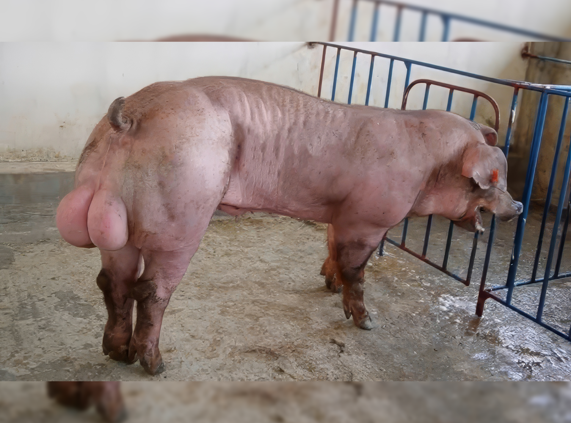 Heo đực giống MF4040