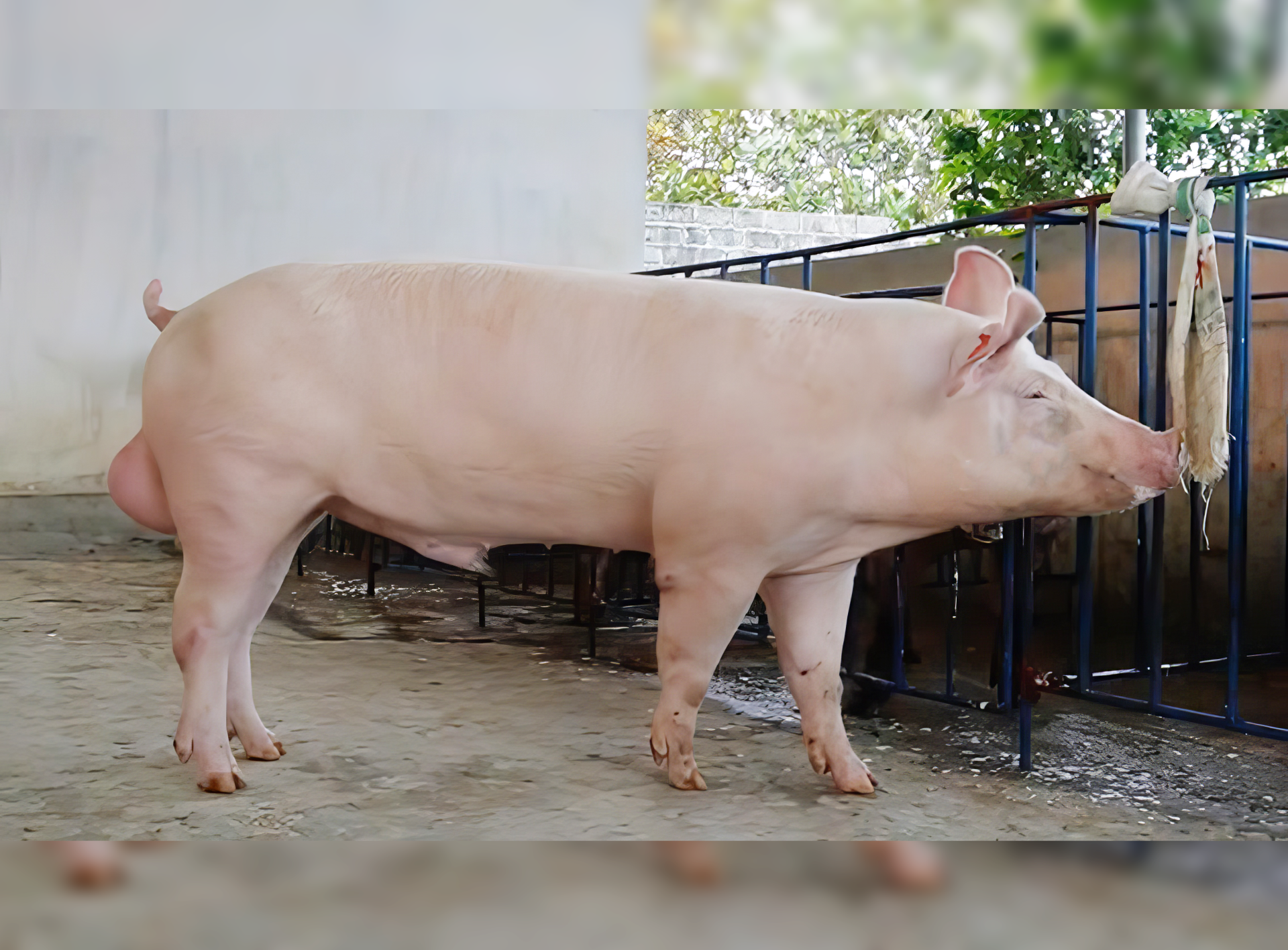 HEO ĐỰC GIỐNG YORKSHIRE 1010