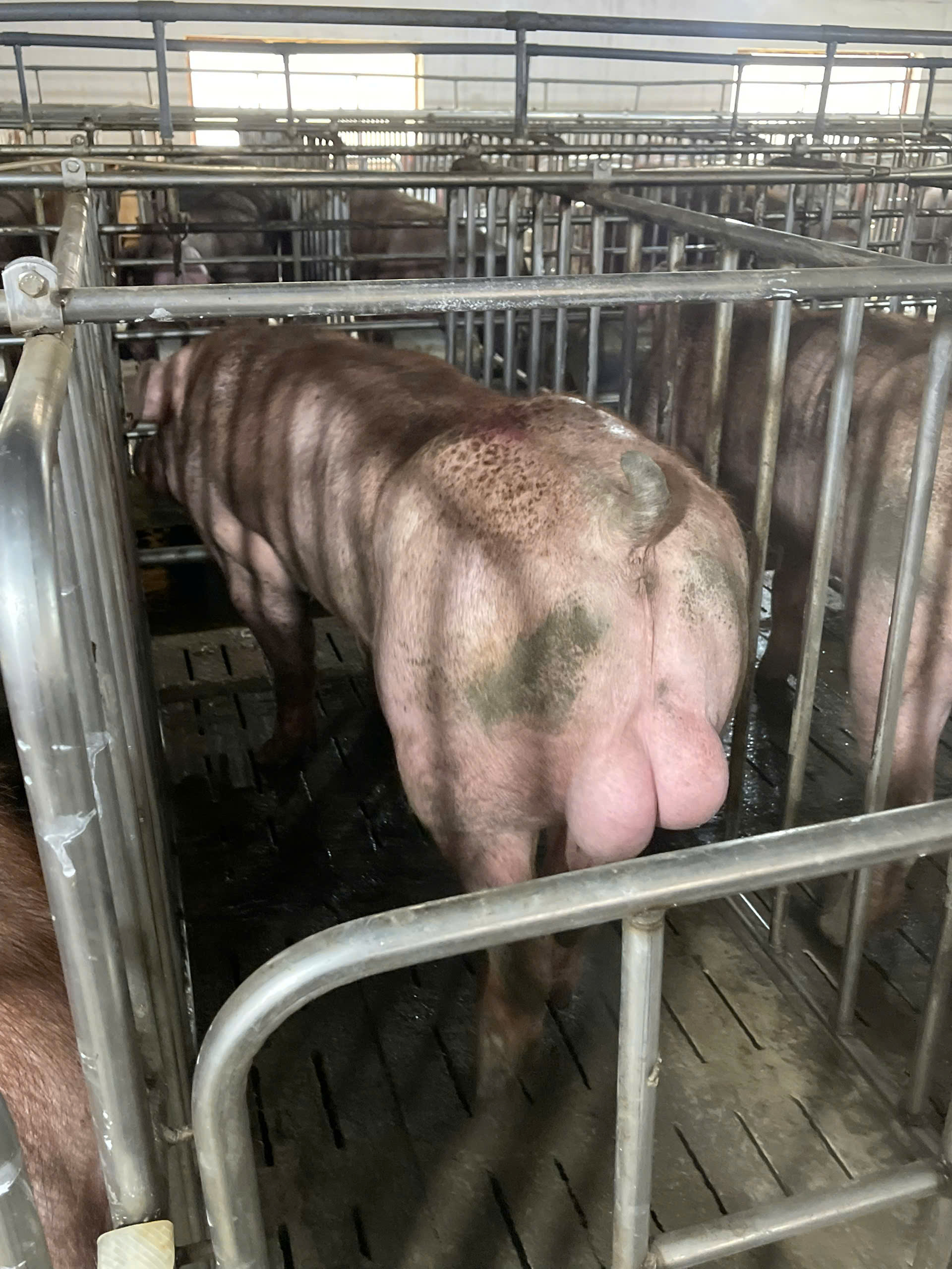 DUROC 3049