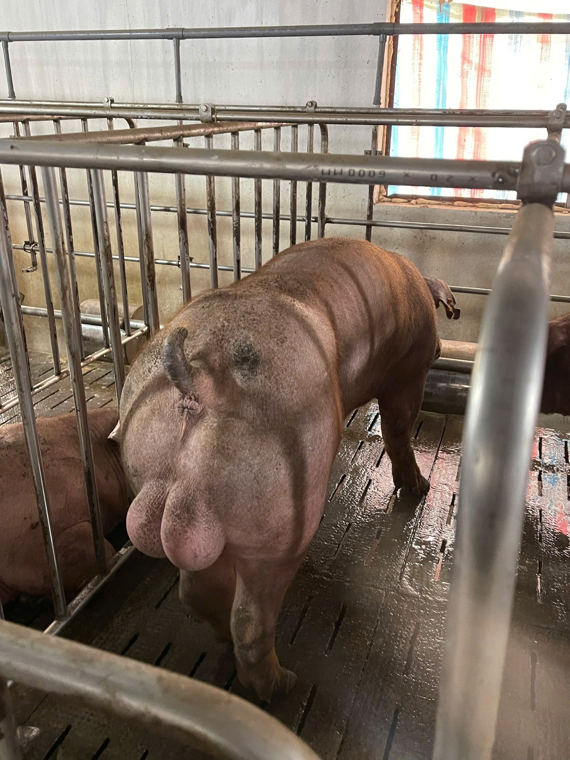 DUROC 3364