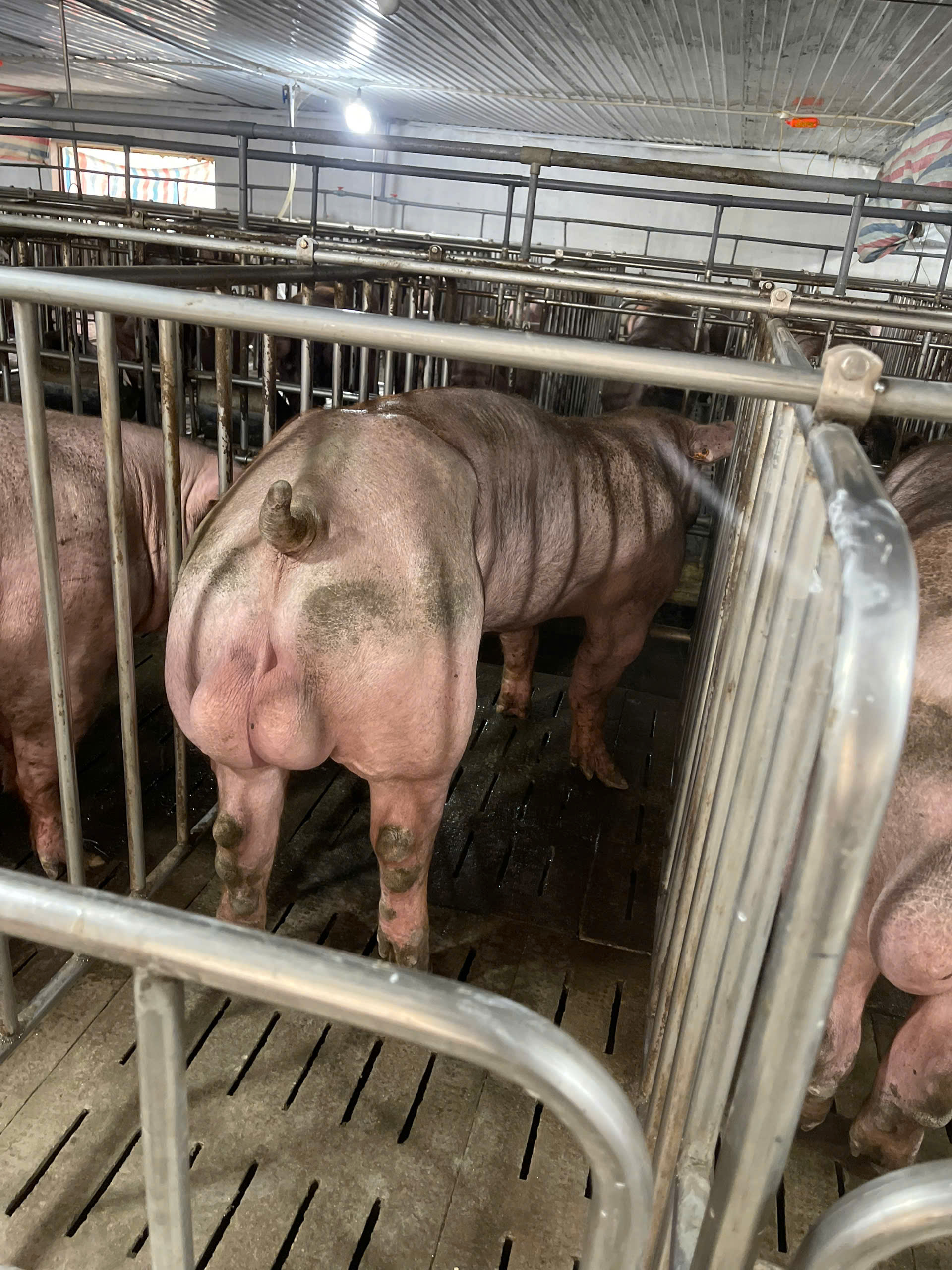 DUROC 3480
