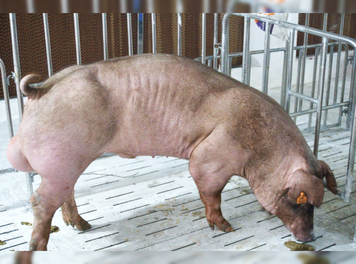 Heo đực giống MF1411