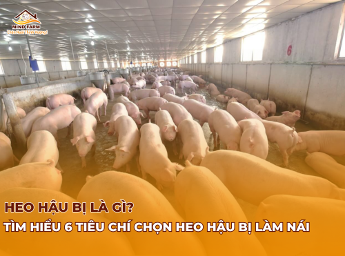 Heo hậu bị là gì? Tìm hiểu 6 tiêu chí chọn heo hậu bị làm nái