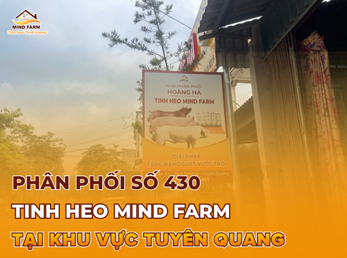 [ĐẠI LÝ SỐ 430] Phân phối tinh heo Mind Farm tại khu vực Tuyên Quang