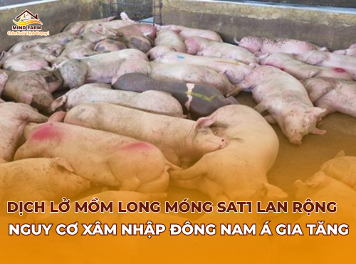 Dịch lở mồm long móng SAT1 lan rộng, nguy cơ xâm nhập Đông Nam Á gia tăng 
