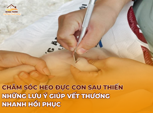 Chăm sóc heo đực con sau thiến: Những lưu ý giúp vết thương nhanh hồi phục 