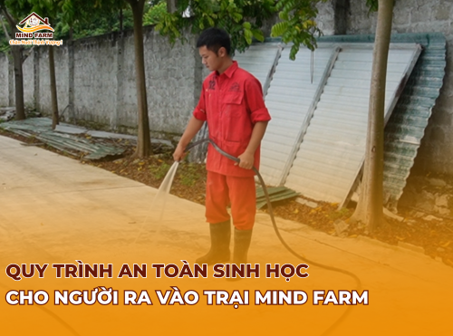 Quy trình an toàn sinh học cho người ra vào trại Mind Farm 