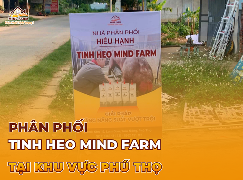 [ĐẠI LÝ SỐ 429] Phân phối tinh heo Mind Farm tại khu vực Phú Thọ 