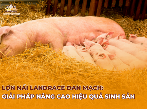 Lợn nái Landrace Đan Mạch: Giải pháp nâng cao hiệu quả sinh sản 