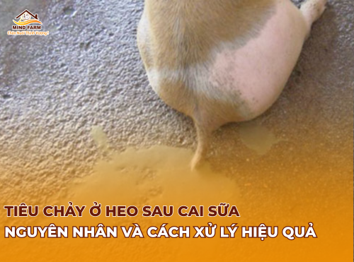 Tiêu chảy ở heo sau cai sữa: Nguyên nhân và cách xử lý hiệu quả 