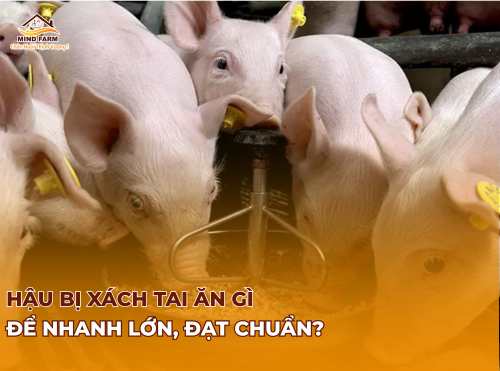 Hậu bị xách tai ăn gì để nhanh lớn, đạt chuẩn? 