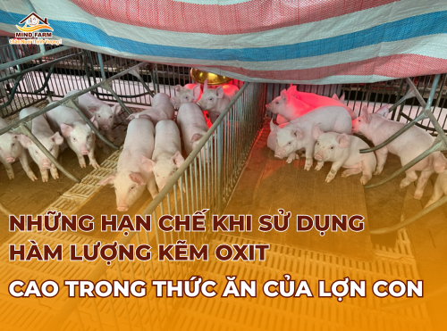 Những hạn chế khi sử dụng hàm lượng kẽm oxit cao trong thức ăn của lợn con 