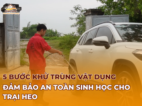 5 bước khử trùng vật dụng đảm bảo An toàn sinh học cho trại heo