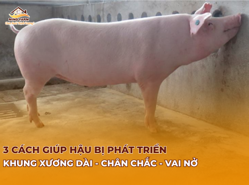 3 Cách giúp hậu bị phát triển khung xương dài - chân chắc - vai nở 