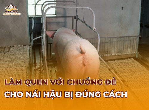 Làm quen với chuồng đẻ cho nái hậu bị đúng cách 