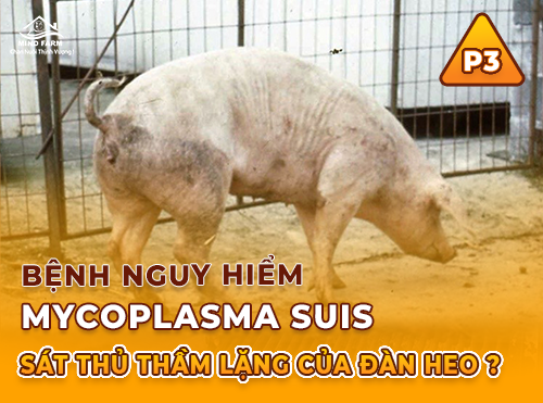 Phần 3: Cách lây lan và chẩn đoán Mycoplasma suis – Đừng để lây từ một mũi tiêm