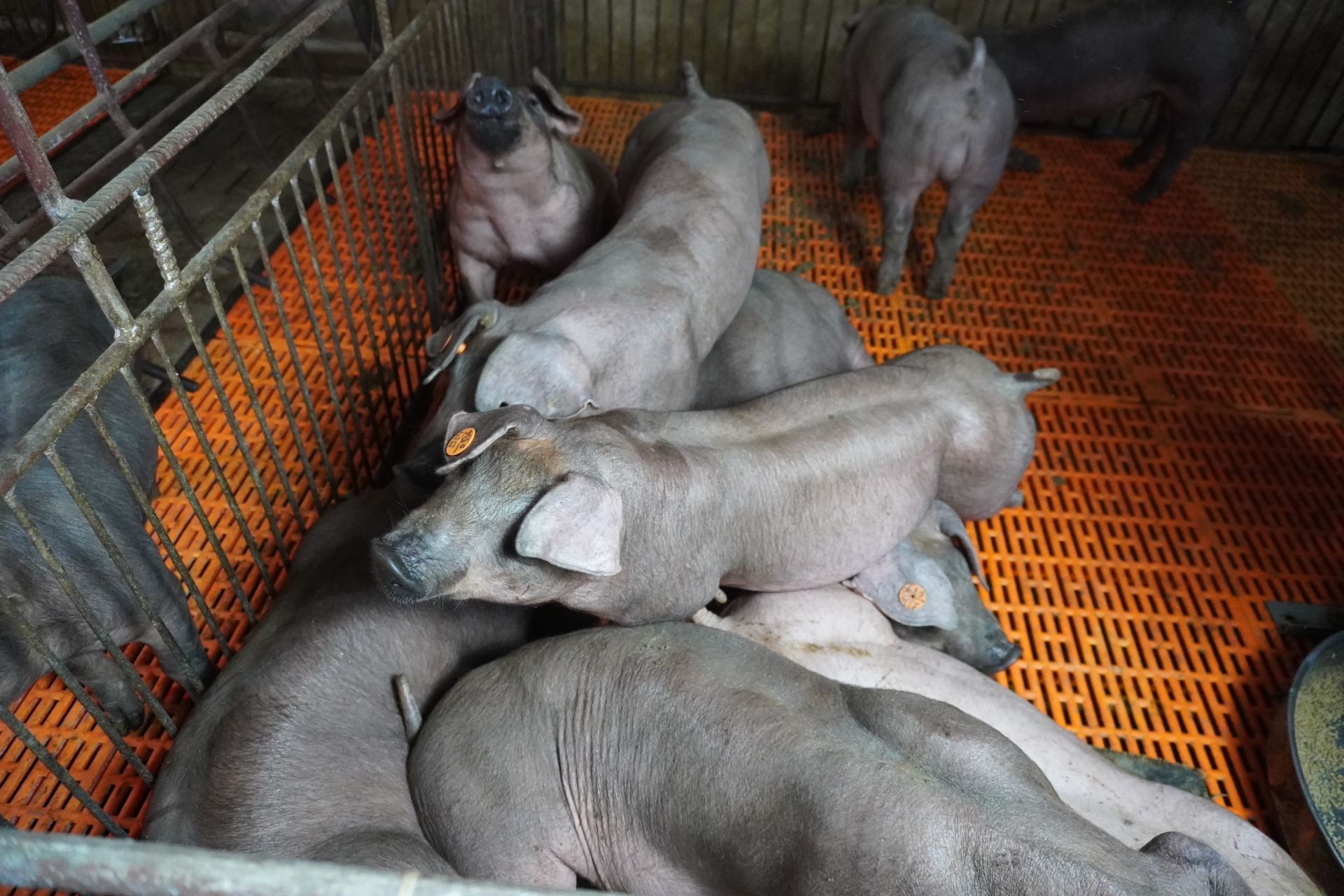 Tưởng nhỏ mà hại lớn: Táo bón ở heo nái và cách xử lý bằng dinh dưỡng
