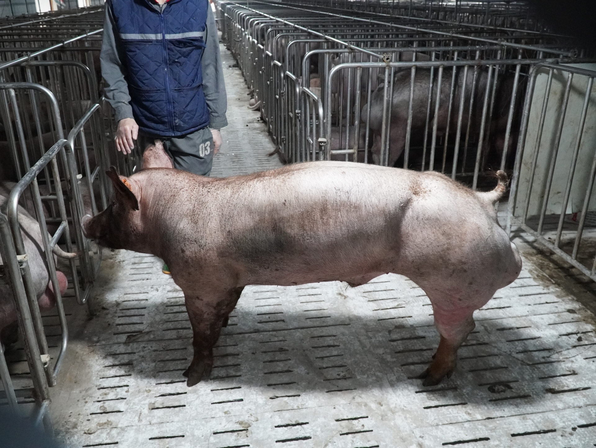 DUROC 0019