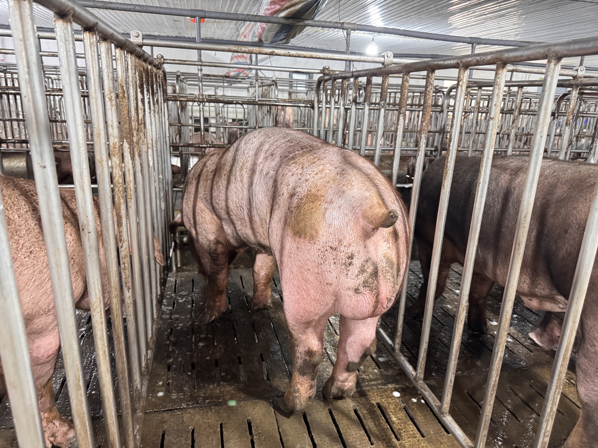 Heo đực giống MF0010