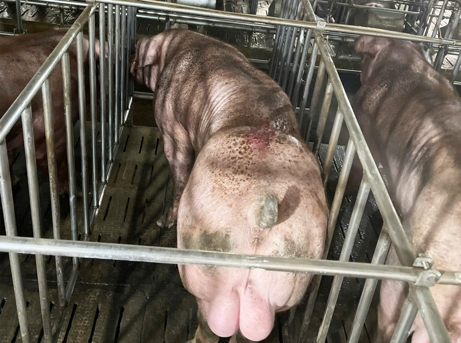 DUROC 0344