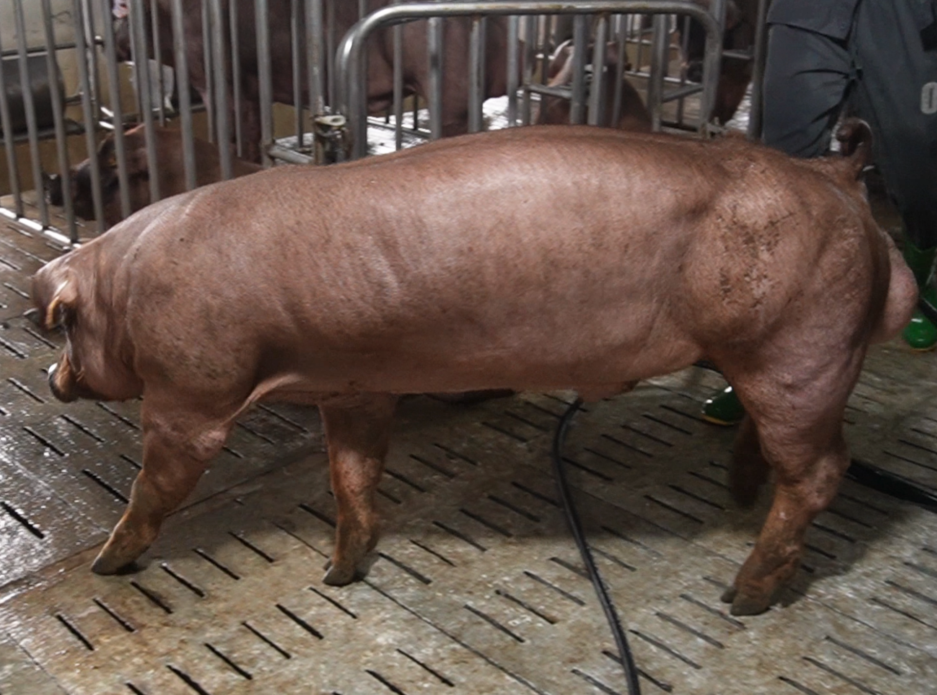 DUROC 3294