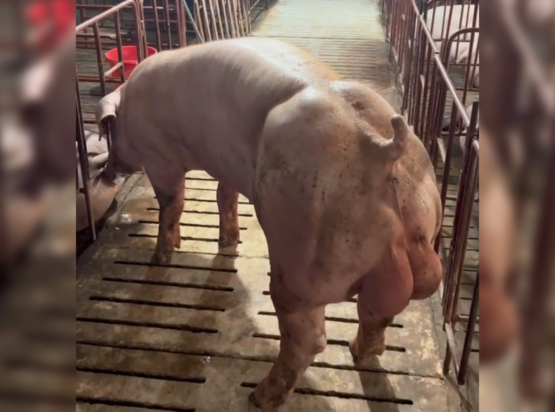 DUROC 3327