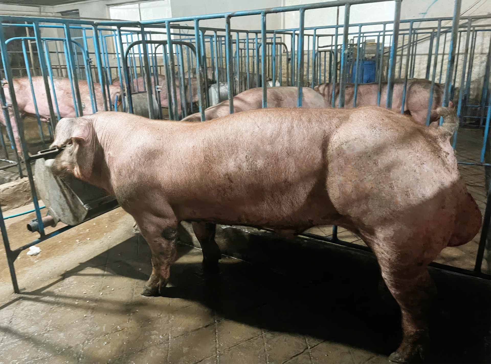 DUROC 0017
