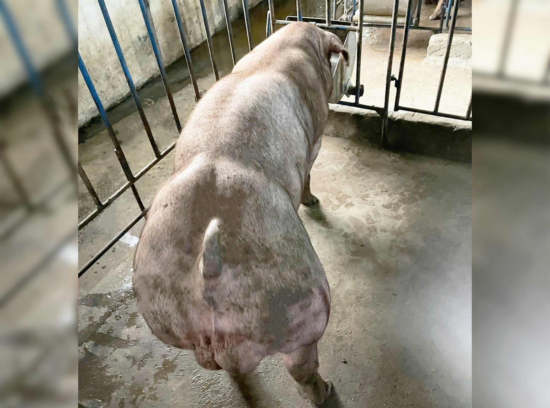 Heo đực giống MF4050