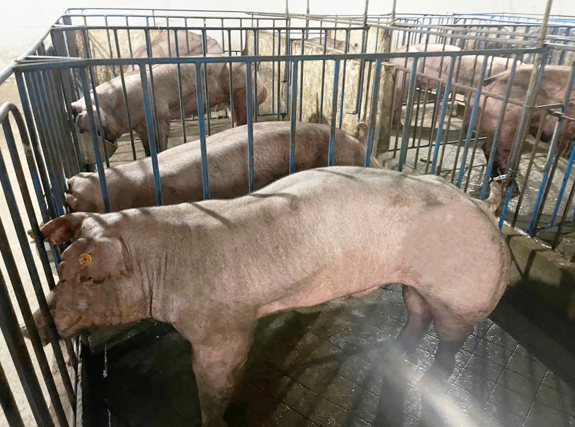 Heo đực giống MF9302