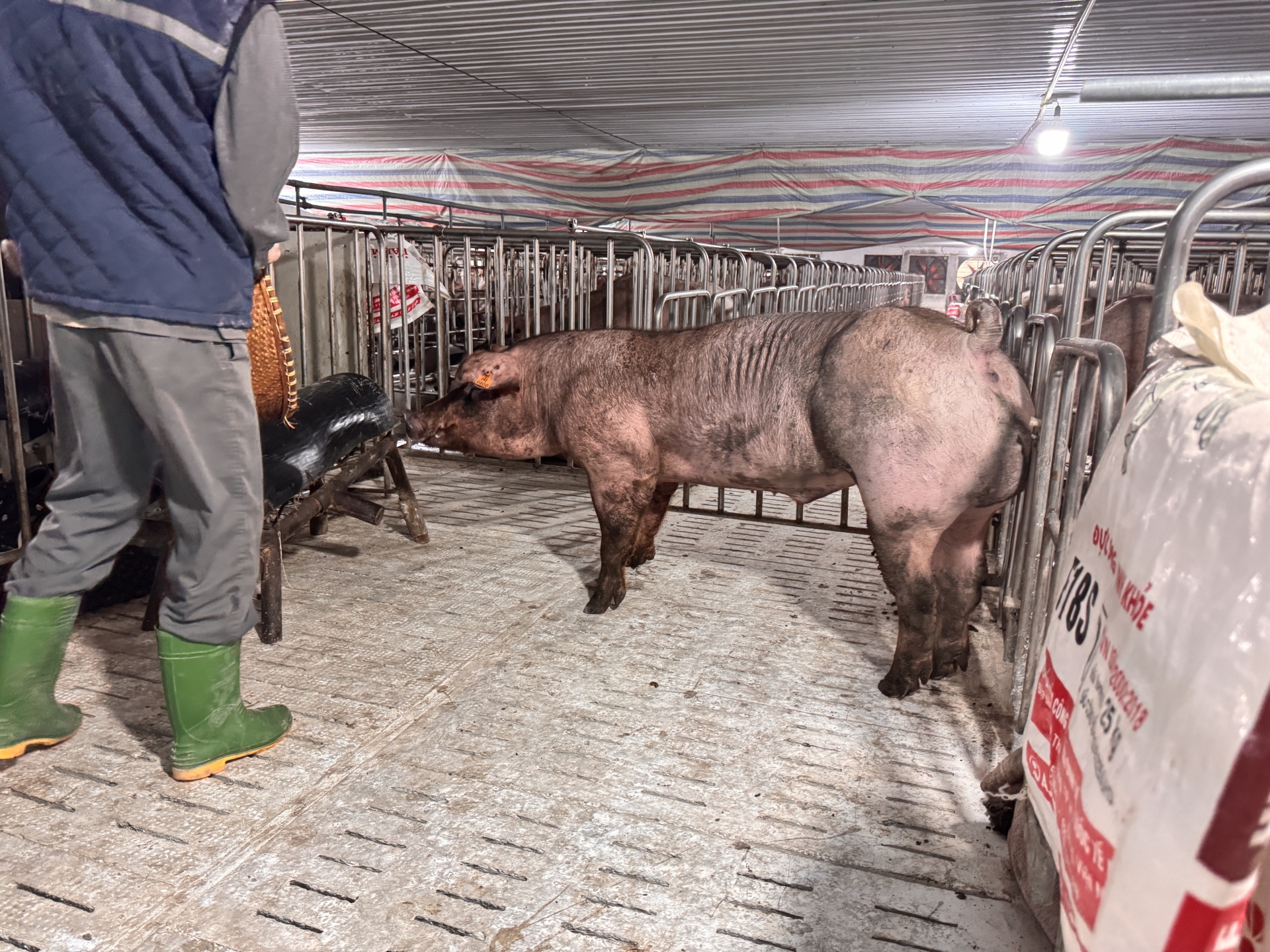 DUROC 1743