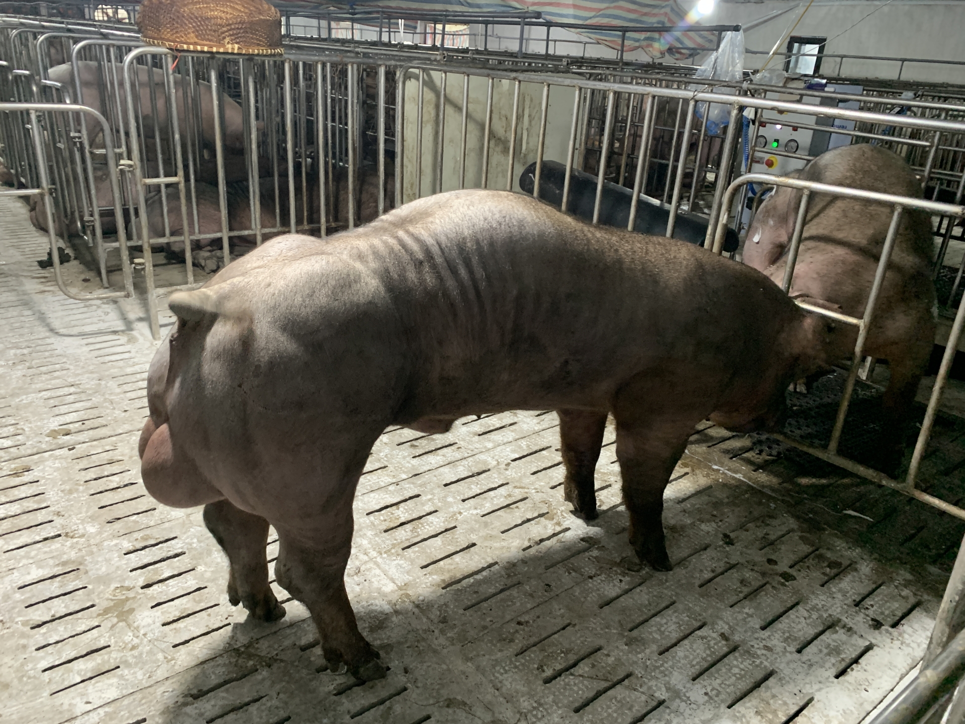 DUROC 1394