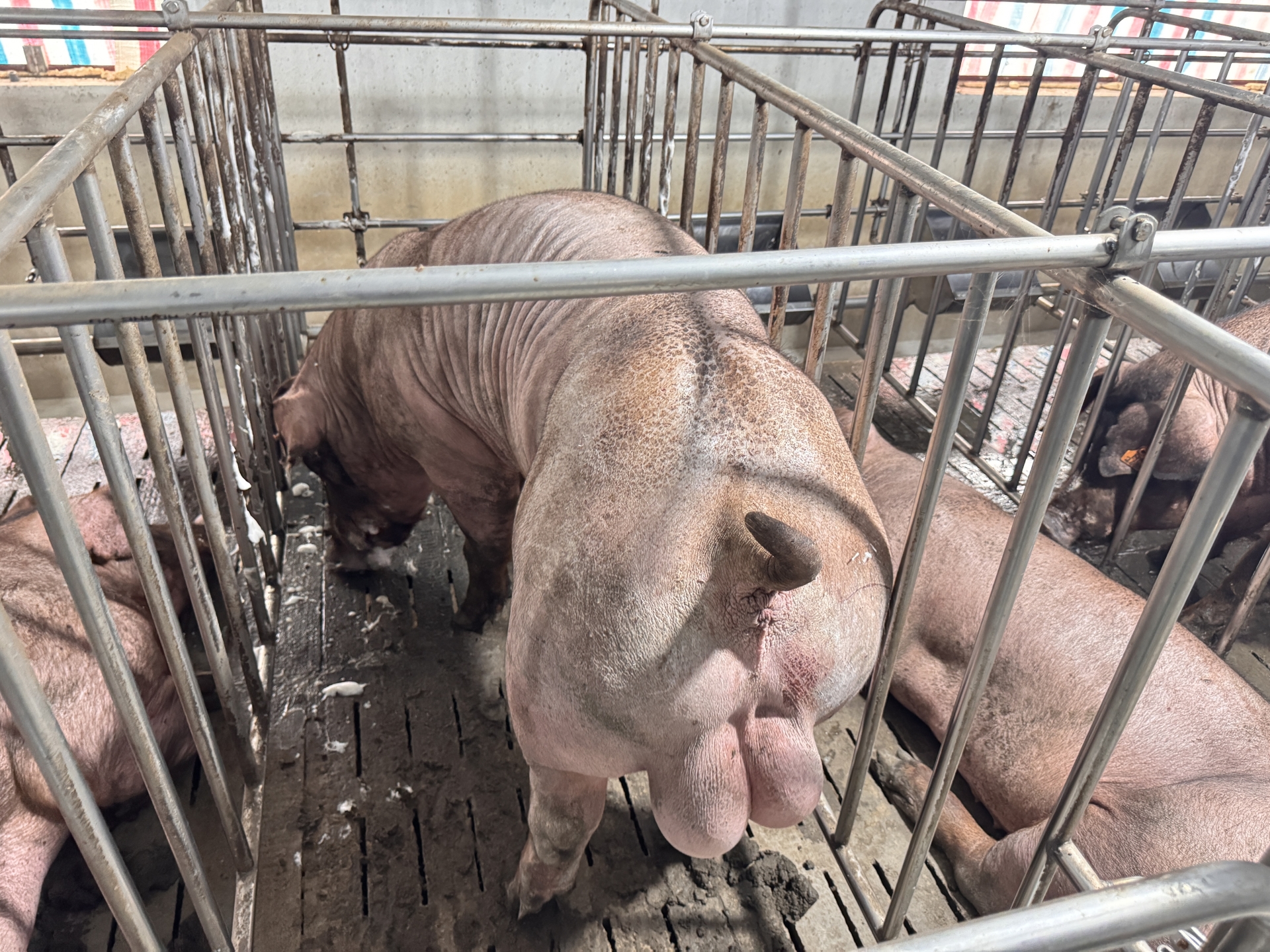 Heo đực giống MF2801