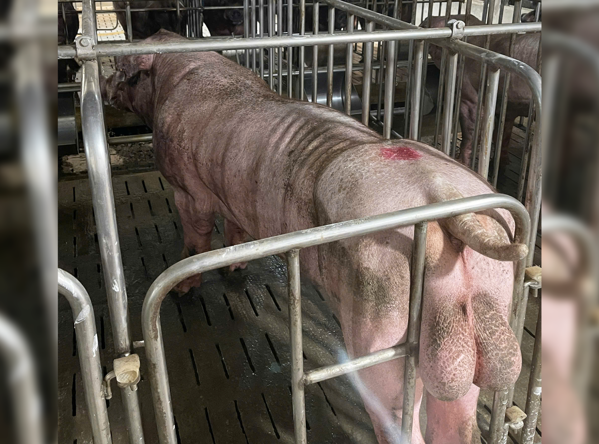 Heo đực giống MF1419