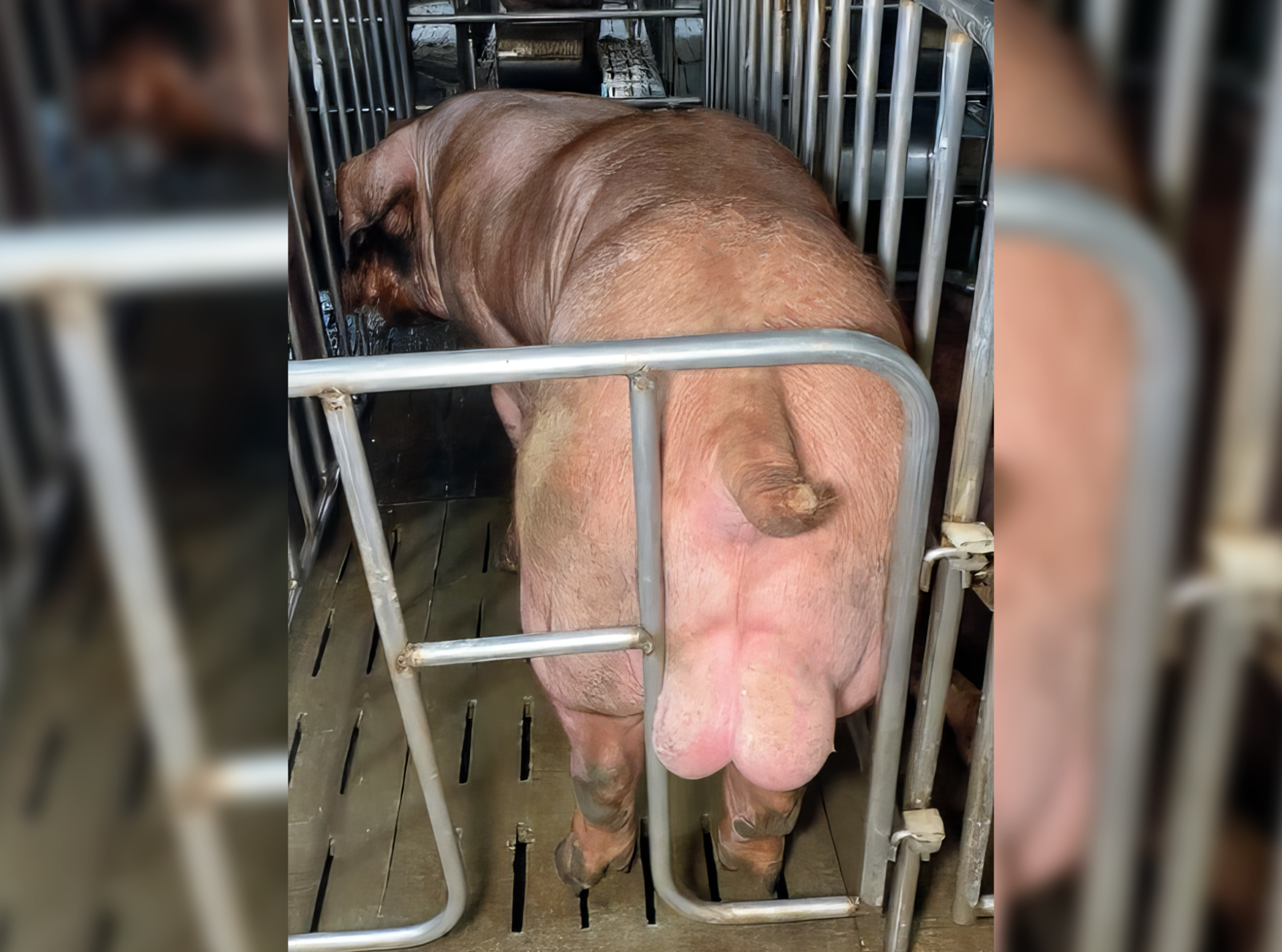 Heo đực giống MF1444