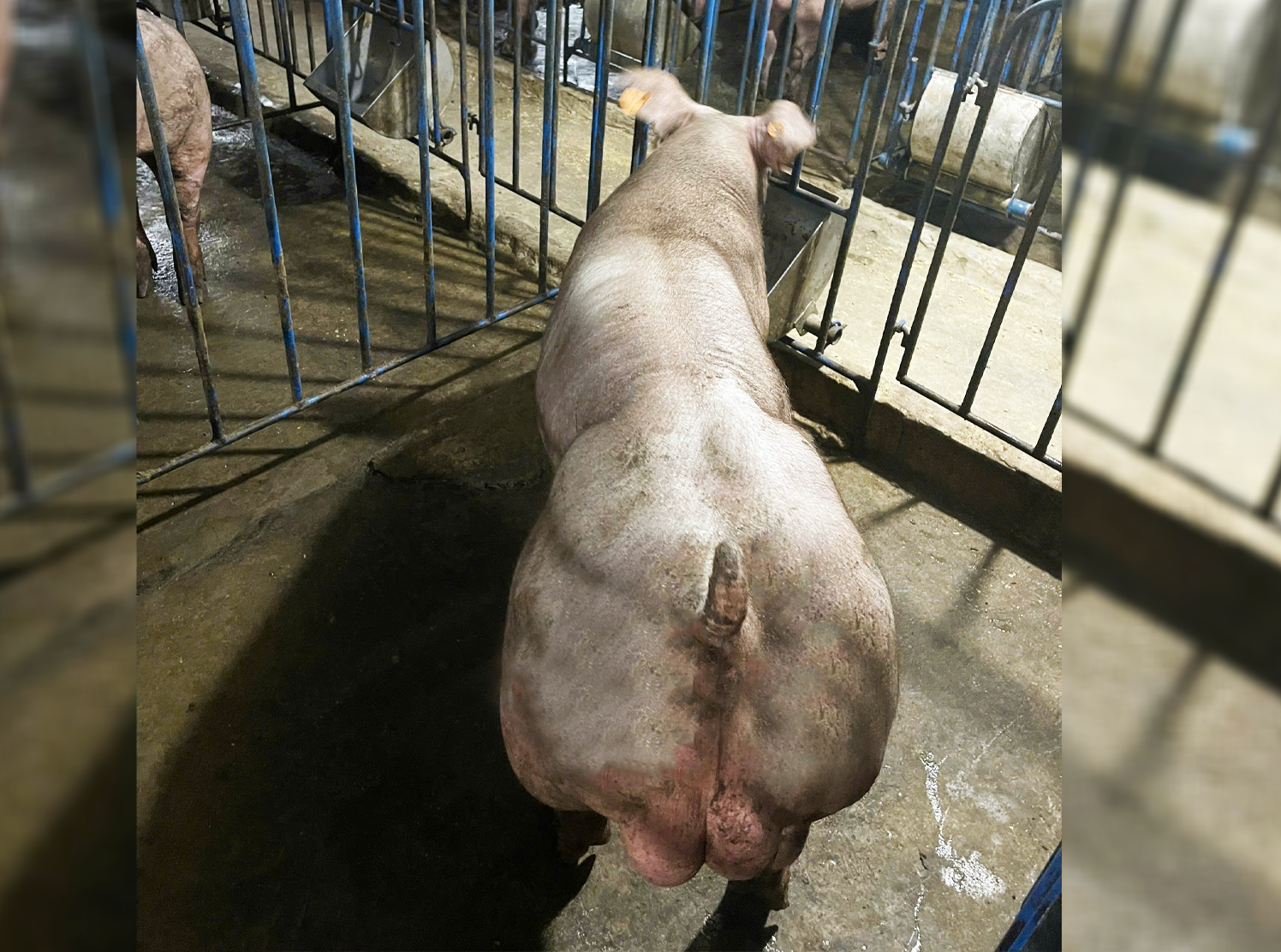 Heo đực giống MF3054