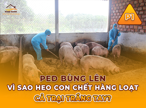 Phần 1: Tổng quan về dịch tiêu chảy cấp trên heo (PED)