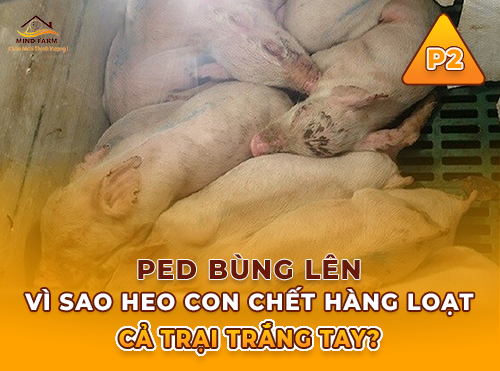 Phần 2: Nhận biết PED ở các nhóm heo 