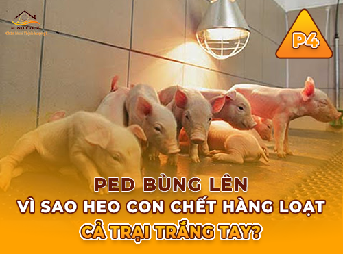 Phần 4: Chăm sóc heo bị PED đúng cách - hạn chế thiệt hại